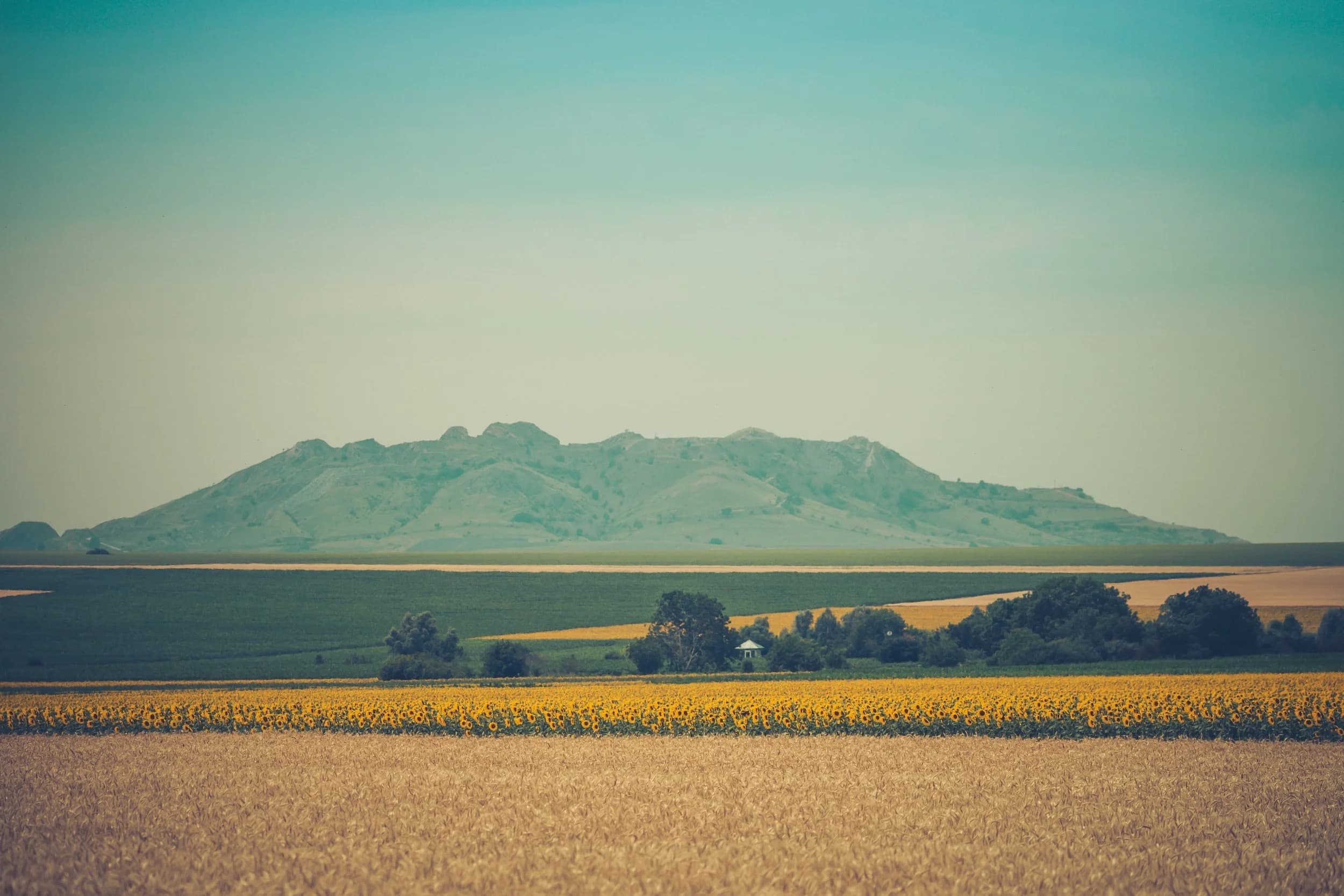 Peisaj cu Munții Măcin și câmpuri de floarea-soarelui